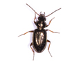 Bembidion lampros